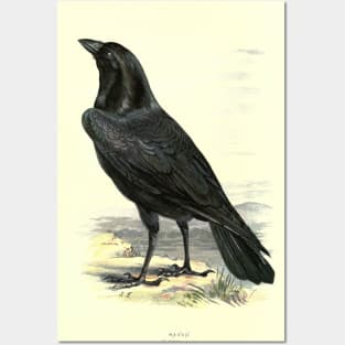 Raven Posters and Art